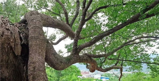 俗语说：“家有黄杨，必出栋梁”，这句话是什么意思？黄杨树有哪些象征意义？