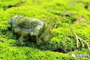 圣菜儿-图片1