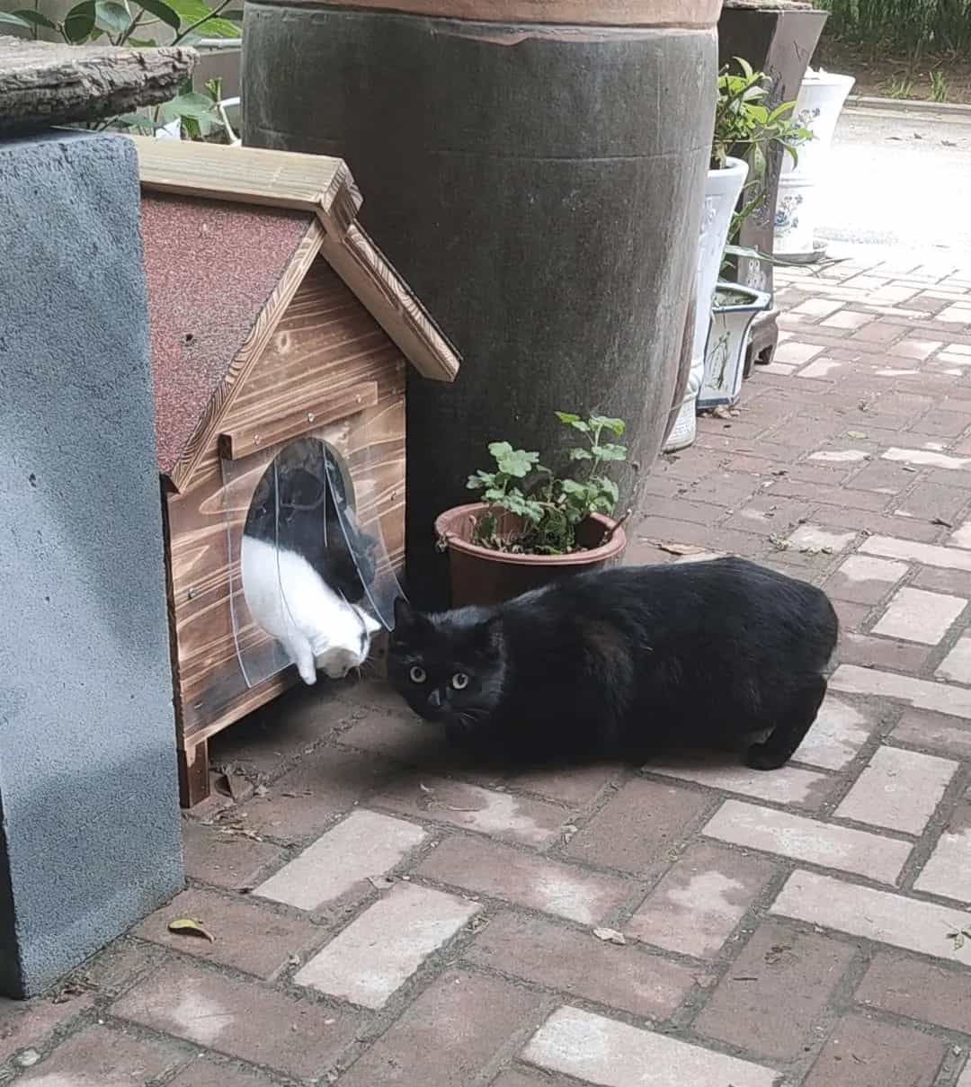 黑猫